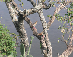 Alopochen aegyptiaca