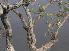 Alopochen aegyptiaca