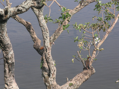 Alopochen aegyptiaca