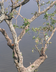 Alopochen aegyptiaca