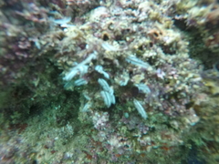 Macrorhynchia philippina