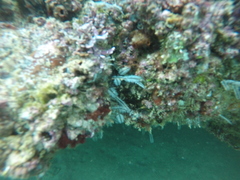 Macrorhynchia philippina