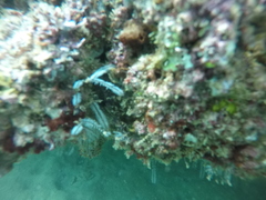 Macrorhynchia philippina