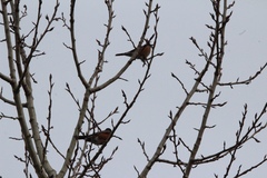 Turdus migratorius