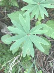 Oxalis decaphylla