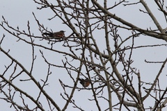 Turdus migratorius