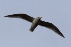 Larus