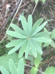 Oxalis decaphylla