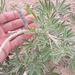 Lupinus albescens - Photo (c) Eduardo Luis Beltrocco, some rights reserved (CC BY-NC), uploaded by Eduardo Luis Beltrocco