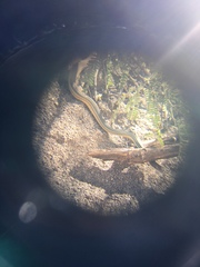 Masticophis bilineatus