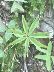 Oxalis decaphylla
