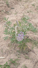 Lupinus albescens
