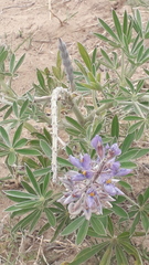 Lupinus albescens