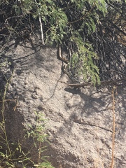 Masticophis bilineatus