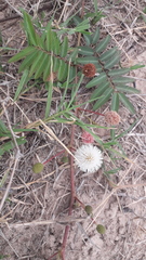 Mimosa tweedieana