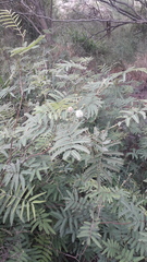 Mimosa tweedieana