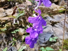 Lobelia sublibera