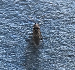 Nysius raphanus
