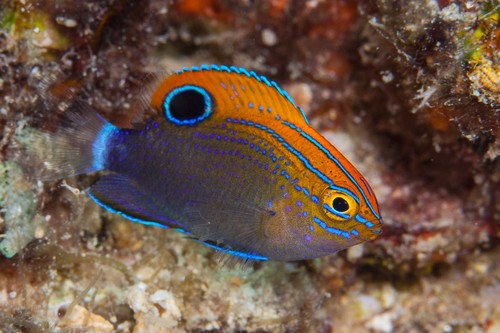 Damselfish (Pomacentrus bankanensis) — Pomacentridae — 3