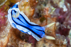 Chromodoris elisabethina