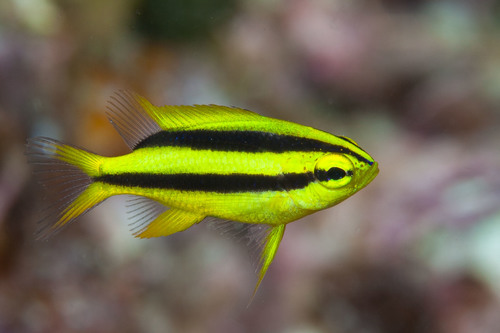 Behn's damsel (Neoglyphidodon nigroris) — Pomacentridae — 3