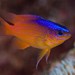 Greyback Damselfish - Photo (c) juju98, some rights reserved (CC BY-NC), uploaded by juju98