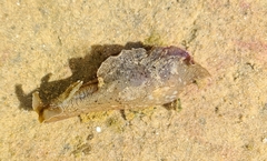 Aplysia sydneyensis