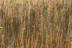 Eleocharis robbinsii