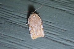 Acleris cervinana