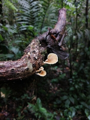 Microporellus obovatus