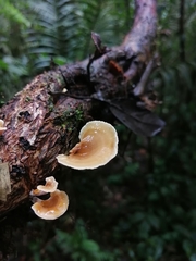 Microporellus obovatus