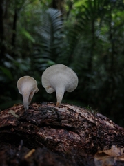 Microporellus obovatus