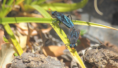 Paramydas igniticornis
