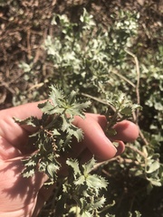Stillingia treculiana