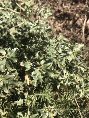 Stillingia treculiana