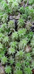 Sphagnum cristatum
