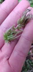 Sphagnum cristatum