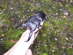Serrognathus titanus platymelus