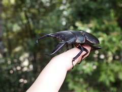 Serrognathus titanus platymelus