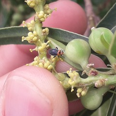 Aspidobothrys ruficeps