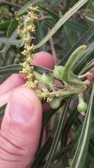 Aspidobothrys ruficeps