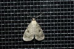 Parahypenodes quadralis