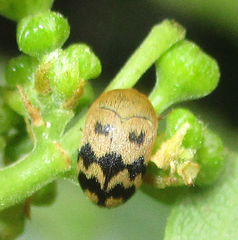 Attagenus grandjeani