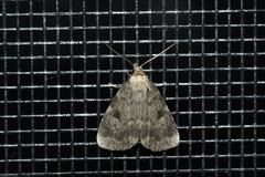 Parahypenodes quadralis