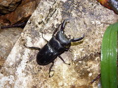 Serrognathus titanus platymelus