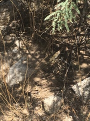 Aspidoscelis stictogrammus