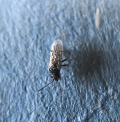 Nysius raphanus