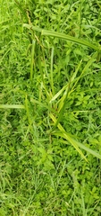 Carex geminata