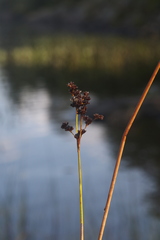 Juncus militaris