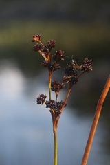 Juncus militaris